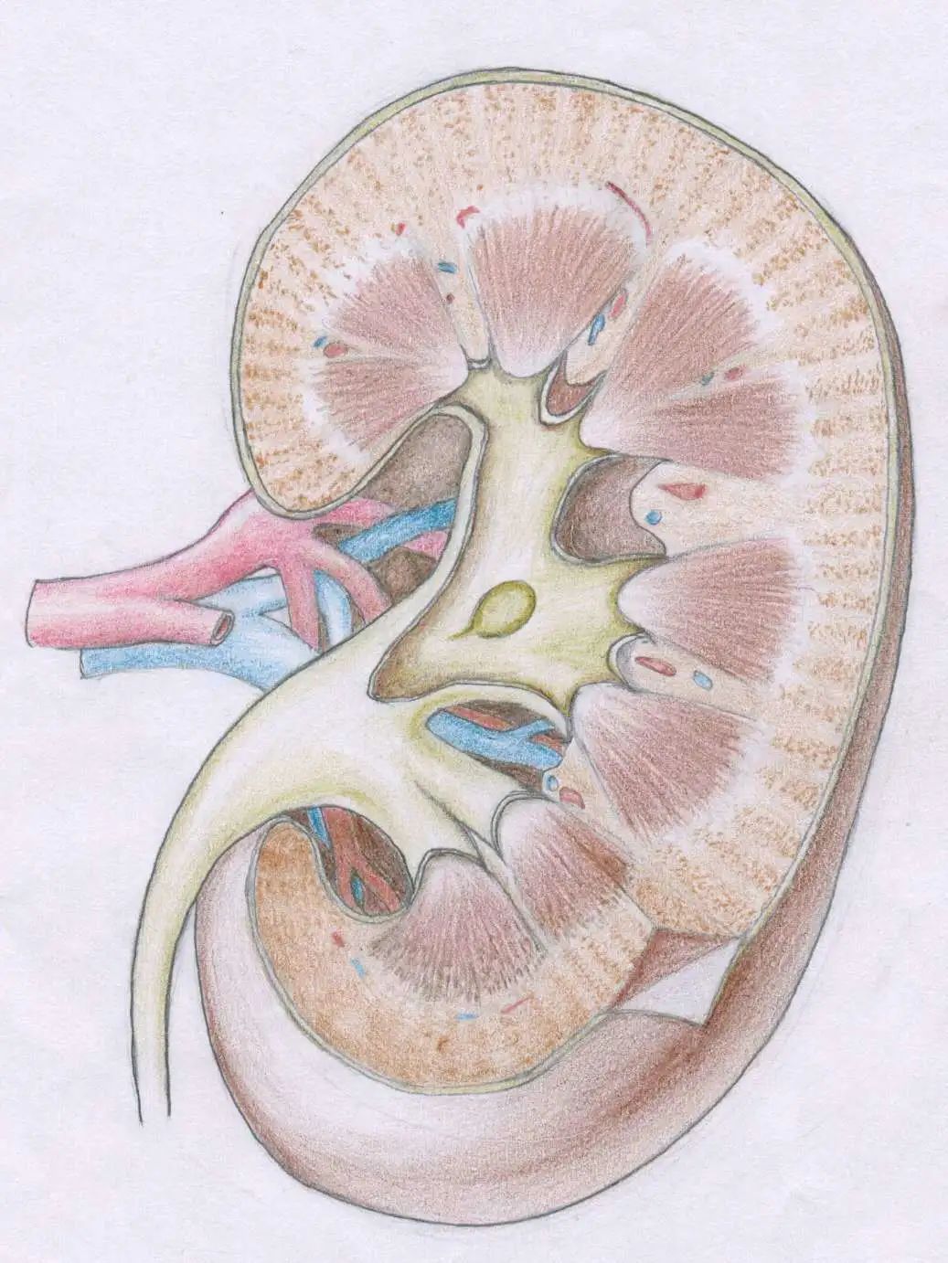 Mi cuerpo, infografía educativa para niños. Lindo niño de dibujos ...